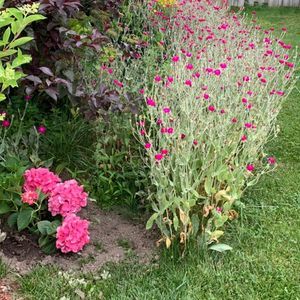 Meet your Posher, Leila